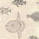 FLAX WALLPAPER | Fish Picture Book | FWP-ENC-02